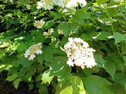 Rita offene Gartentor